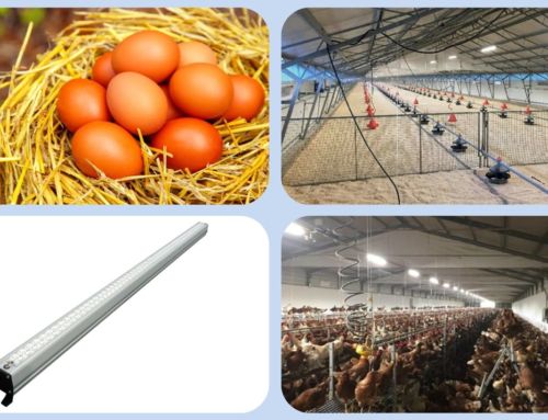 Notre gamme d’éclairage professionnel pour les bâtiments avicoles.
